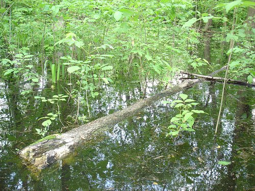 Swimming tree log by Merfam