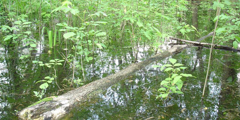 Your Body As A Tree Log (Correct Head Position During Swimming) - Swimming Advice